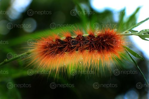 Find  the Image fuzzy,caterpillar,image,stock,image#,nepal,_photography,sita,maya,shrestha  and other Royalty Free Stock Images of Nepal in the Neptos collection.