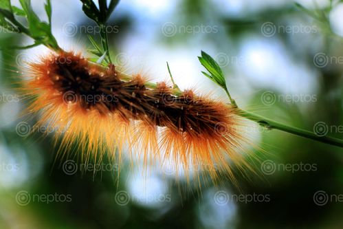 Find  the Image fuzzy,caterpillar,image,stock,image#,nepal,_photography,sita,maya,shrestha  and other Royalty Free Stock Images of Nepal in the Neptos collection.