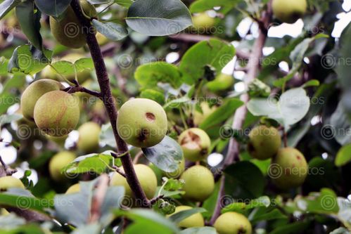 Find  the Image pear,nashpati,fruit,images#,stock,image#,nepal,_photography,sita,maya,shrestha  and other Royalty Free Stock Images of Nepal in the Neptos collection.