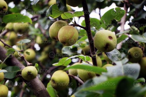 Find  the Image pear,nashpati,fruit,images#,stock,image#,nepal,_photography,sita,maya,shrestha  and other Royalty Free Stock Images of Nepal in the Neptos collection.