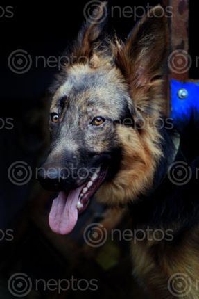 Find  the Image dog,images#,stock,image#,nepal,_photography,sita,maya,shrestha  and other Royalty Free Stock Images of Nepal in the Neptos collection.
