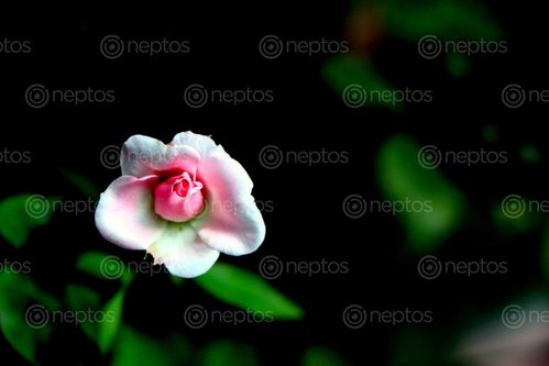 Find  the Image pink,rose,images#,stock,image#,nepal,_photography,sita,maya,shrestha  and other Royalty Free Stock Images of Nepal in the Neptos collection.