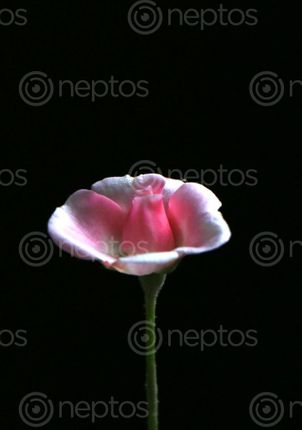 Find  the Image pink,rose,images#,stock,image#,nepal,_photography,sita,maya,shrestha  and other Royalty Free Stock Images of Nepal in the Neptos collection.