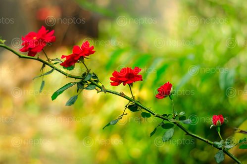 Find  the Image stages,rose,flower,single,branch,perfect,order  and other Royalty Free Stock Images of Nepal in the Neptos collection.