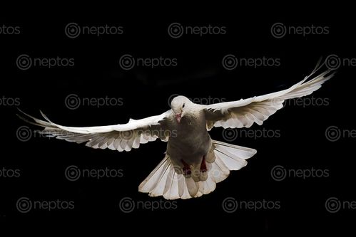 Find  the Image mid,air,flight,photo,white,dove,symbol,peace  and other Royalty Free Stock Images of Nepal in the Neptos collection.