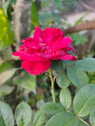 Find  the Image beautiful,rose,leaf  and other Royalty Free Stock Images of Nepal in the Neptos collection.