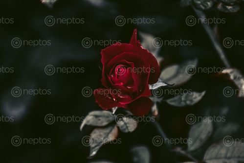 Find  the Image water,droplet,rose  and other Royalty Free Stock Images of Nepal in the Neptos collection.