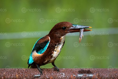 Find  the Image kingfisher,dinner  and other Royalty Free Stock Images of Nepal in the Neptos collection.