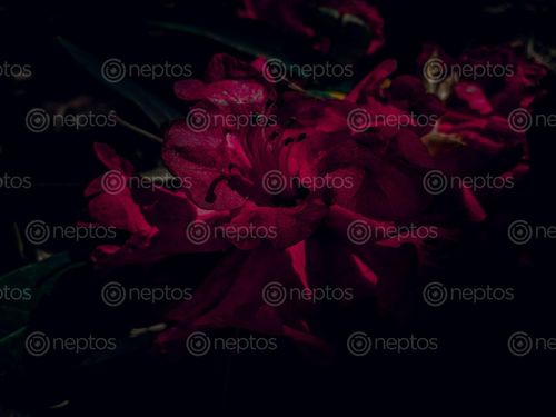 Find  the Image national,flower,nepal  and other Royalty Free Stock Images of Nepal in the Neptos collection.