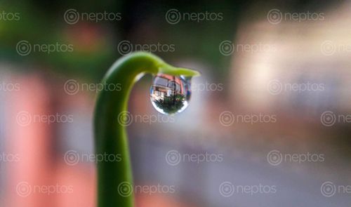 Find  the Image close,shot,water,droplet,reflection,tree,inside  and other Royalty Free Stock Images of Nepal in the Neptos collection.