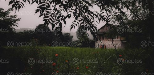 Find  the Image picture,small,house,alongside,field,dandelion,flowers,minimum/maximum,property,nepali,villagers  and other Royalty Free Stock Images of Nepal in the Neptos collection.
