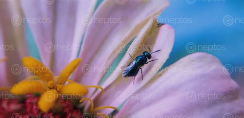 Find  the Image picture,insect,sitting,flower  and other Royalty Free Stock Images of Nepal in the Neptos collection.