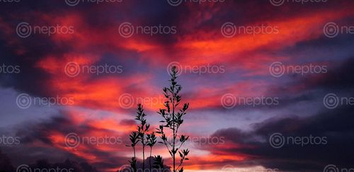 Find  the Image minimal,picture,silhouette,plant,bright,red,cloudy,sky  and other Royalty Free Stock Images of Nepal in the Neptos collection.