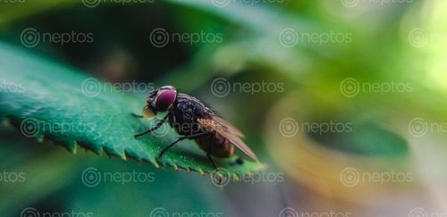 Find  the Image picture,common,housefly,sitting,leaf  and other Royalty Free Stock Images of Nepal in the Neptos collection.