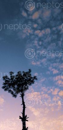 Find  the Image minimalistic,picture,tree,beautiful,sky  and other Royalty Free Stock Images of Nepal in the Neptos collection.