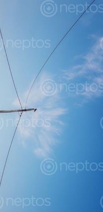Find  the Image minimal,picture,crow,sitting,pole,soft,cloud,background  and other Royalty Free Stock Images of Nepal in the Neptos collection.