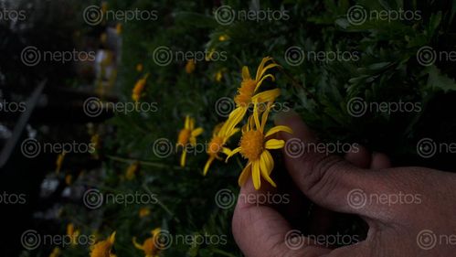 Find  the Image person,view,hands,picking,yellow,flower,garden  and other Royalty Free Stock Images of Nepal in the Neptos collection.