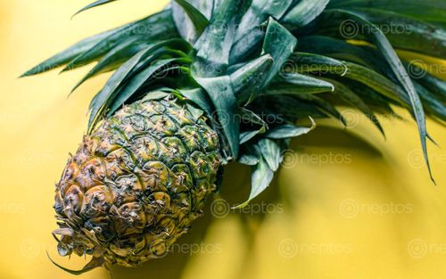 Find  the Image closeup,capture,pineapple,fruits,kathmandu,nepal  and other Royalty Free Stock Images of Nepal in the Neptos collection.