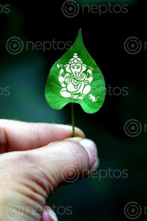 Find  the Image jai,ganesh,creative,nature,stock,image#,nepal,photography,sita,maya,shrestha  and other Royalty Free Stock Images of Nepal in the Neptos collection.