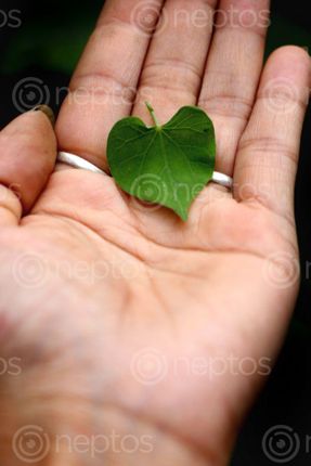 Find  the Image hand,holding,heart-shaped,leaf,#stock,image,nepal,photography,sita,maya,shrestha  and other Royalty Free Stock Images of Nepal in the Neptos collection.