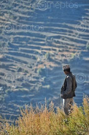 Find  the Image photo,humla,sheepherd,sheep,focused,duty,high,ground  and other Royalty Free Stock Images of Nepal in the Neptos collection.