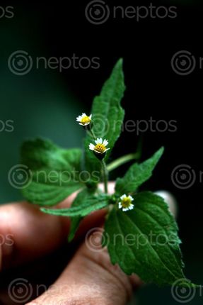 Find  the Image wild,flowers,photography,stock,image,nepal,sita,maya,shrestha  and other Royalty Free Stock Images of Nepal in the Neptos collection.
