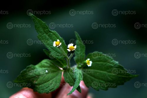 Find  the Image wild,flowers,photography,stock,image,nepal,sita,maya,shrestha  and other Royalty Free Stock Images of Nepal in the Neptos collection.