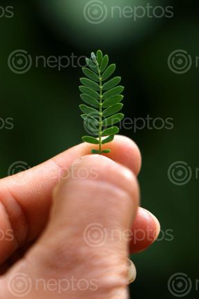 Find  the Image green,leaf,plant,photography,stock,image,nepal,sita,maya,shrestha  and other Royalty Free Stock Images of Nepal in the Neptos collection.