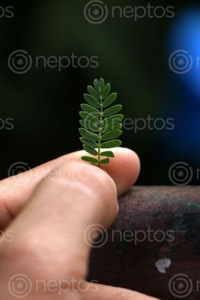 Find  the Image green,leaf,plant,photography,stock,image,nepal,sita,maya,shrestha  and other Royalty Free Stock Images of Nepal in the Neptos collection.