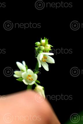 Find  the Image hortomallas,growing,chayote,squash#flower,#stock,image,nepal,photography,sita,maya,shrestha  and other Royalty Free Stock Images of Nepal in the Neptos collection.