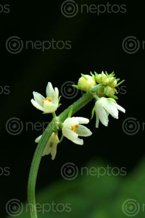 Find  the Image hortomallas,growing,chayote,squash#flower,#stock,image,nepal,photography,sita,maya,shrestha  and other Royalty Free Stock Images of Nepal in the Neptos collection.