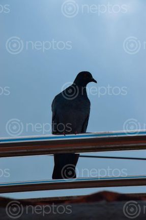 Find  the Image pigeon,sitting,railing  and other Royalty Free Stock Images of Nepal in the Neptos collection.
