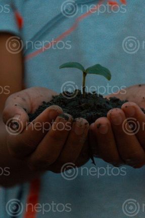 Find  the Image planting,plant  and other Royalty Free Stock Images of Nepal in the Neptos collection.