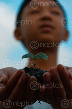 Find  the Image hand,holding,plant  and other Royalty Free Stock Images of Nepal in the Neptos collection.