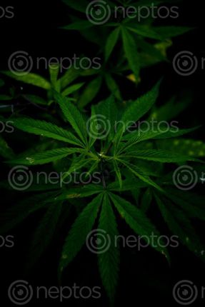 Find  the Image marijuana,found,street  and other Royalty Free Stock Images of Nepal in the Neptos collection.