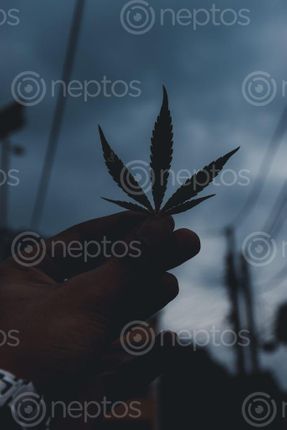 Find  the Image hand,holding,marijuana,leaf  and other Royalty Free Stock Images of Nepal in the Neptos collection.