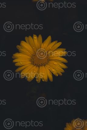Find  the Image calendula,flower,waterdrops  and other Royalty Free Stock Images of Nepal in the Neptos collection.