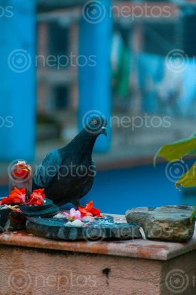 Find  the Image pigeon,sitting,wall  and other Royalty Free Stock Images of Nepal in the Neptos collection.