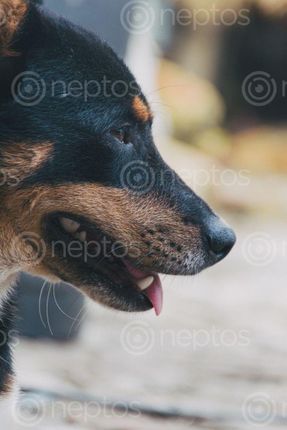 Find  the Image portrait,street,dog  and other Royalty Free Stock Images of Nepal in the Neptos collection.