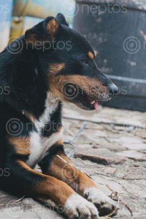 Find  the Image portrait,dog  and other Royalty Free Stock Images of Nepal in the Neptos collection.