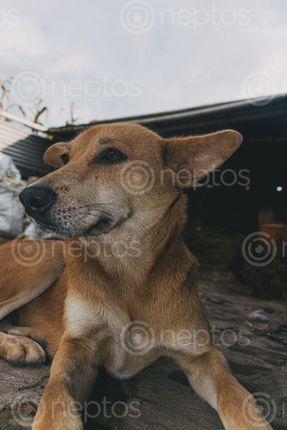 Find  the Image long,angle,shot,dog  and other Royalty Free Stock Images of Nepal in the Neptos collection.