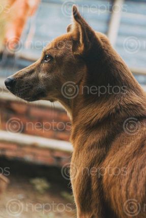 Find  the Image portrait,street,dog  and other Royalty Free Stock Images of Nepal in the Neptos collection.