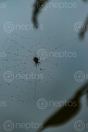 Find  the Image spider,wave,raindrops  and other Royalty Free Stock Images of Nepal in the Neptos collection.