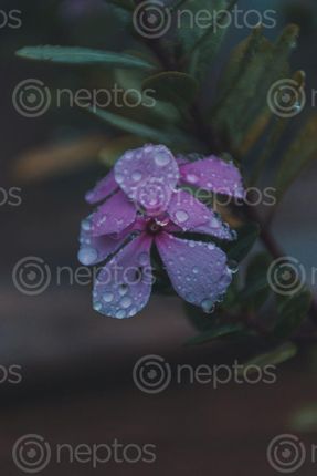 Find  the Image wild,blue,phlox,flower,raindrops  and other Royalty Free Stock Images of Nepal in the Neptos collection.