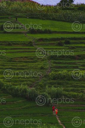 Find  the Image terrace,farming  and other Royalty Free Stock Images of Nepal in the Neptos collection.