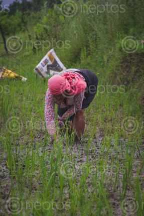 Find  the Image women,working,rice,field  and other Royalty Free Stock Images of Nepal in the Neptos collection.