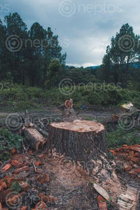Find  the Image deforestation,middle,forest  and other Royalty Free Stock Images of Nepal in the Neptos collection.