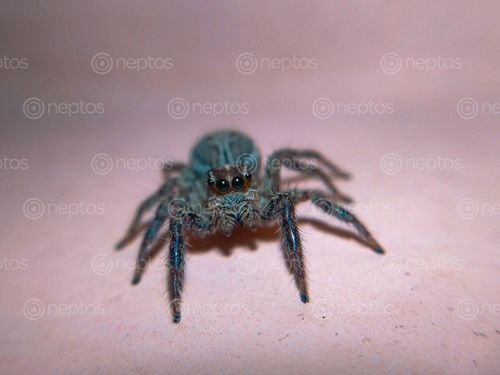 Find  the Image plexippus,paykulli,species,spider,commonly,found,nepal  and other Royalty Free Stock Images of Nepal in the Neptos collection.