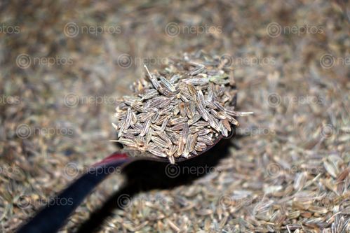 Find  the Image cumin,seedjira#foodphotography#stock,image,nepal,photography,sita,maya,shrestha  and other Royalty Free Stock Images of Nepal in the Neptos collection.