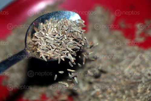 Find  the Image cumin,seedjira#foodphotography#stock,image,nepal,photography,sita,maya,shrestha  and other Royalty Free Stock Images of Nepal in the Neptos collection.